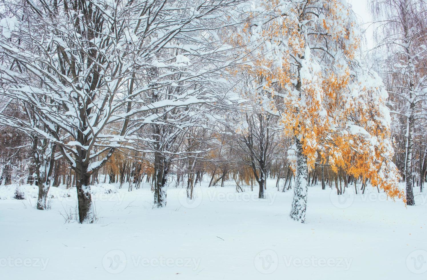 bosque de hayas de montaña de octubre con la primera nieve del invierno. en anticipación foto