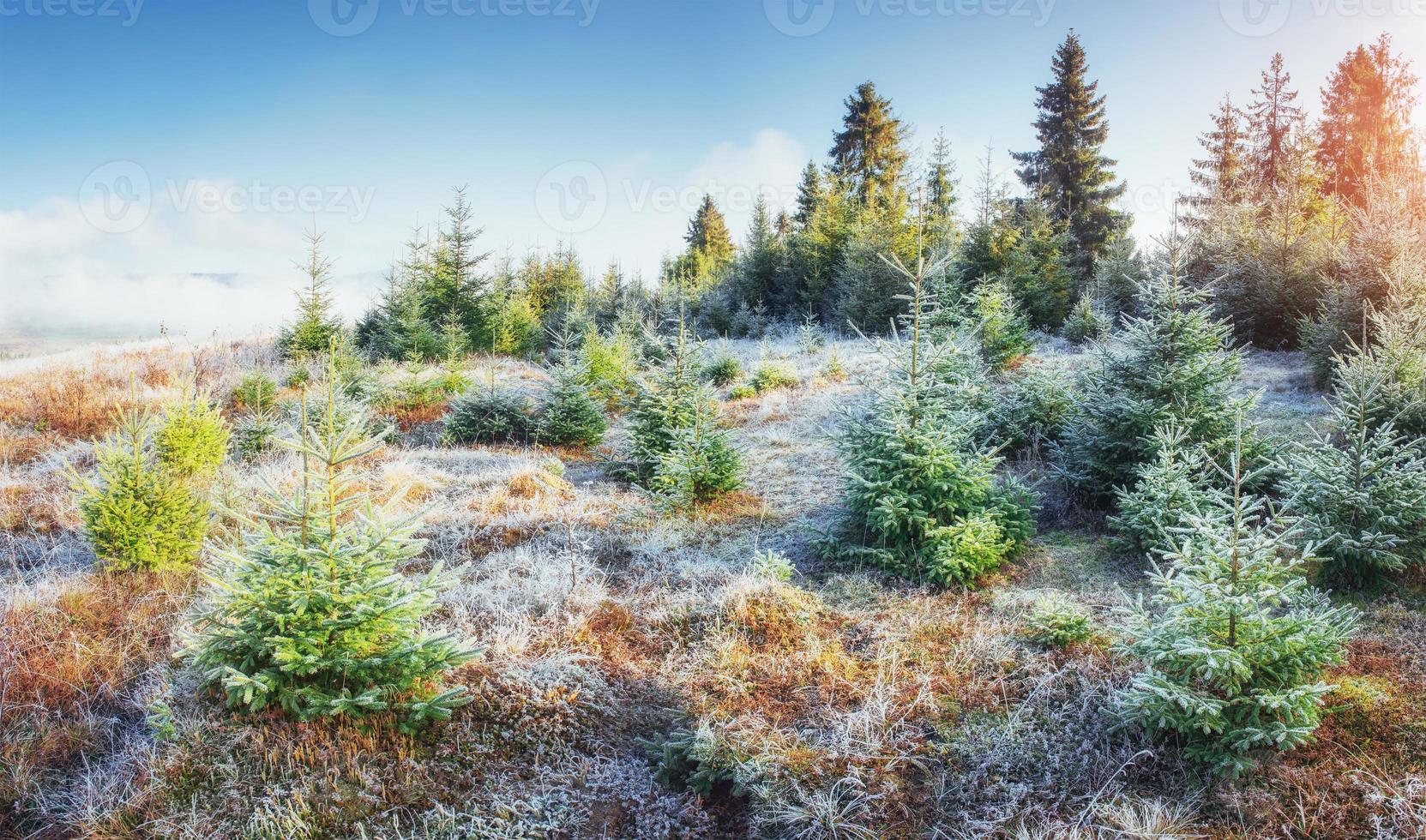 Sunlight in the green forest early morning. Fantastic fog in the photo