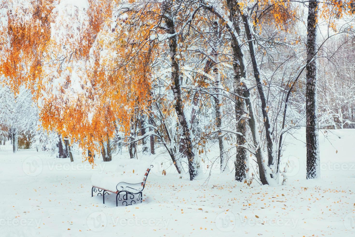 Snow-covered trees with autumn leaves and benches in the city pa photo