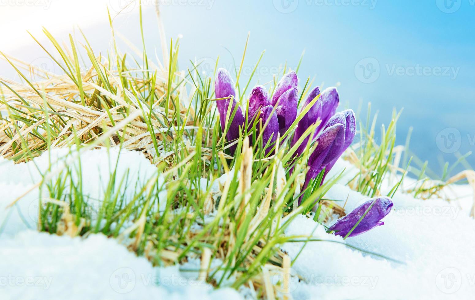 Spring crocuses in melting snow photo