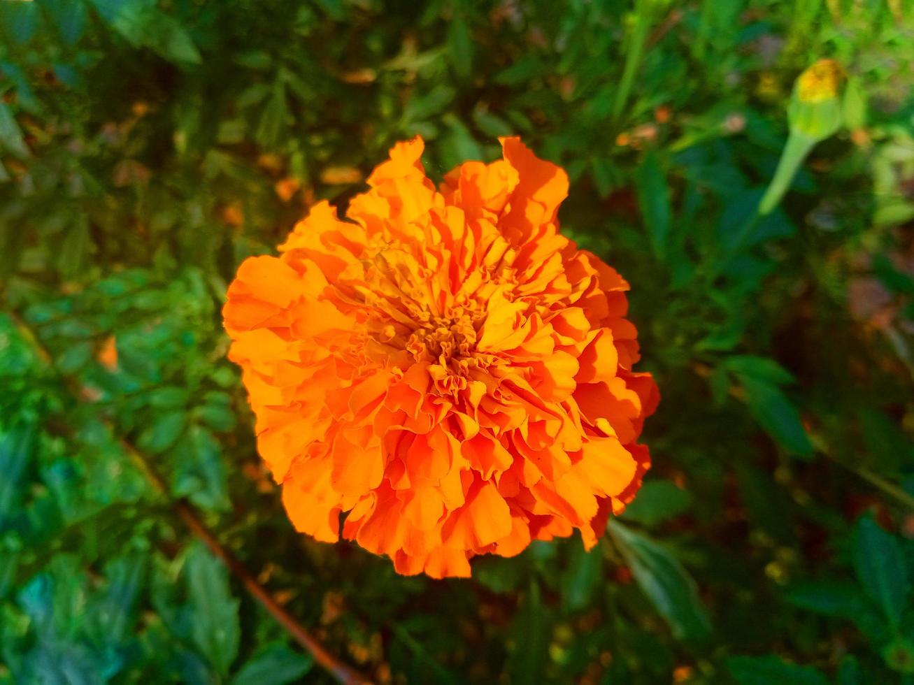 green and red flower wallpaper 6628950 Stock Photo at Vecteezy