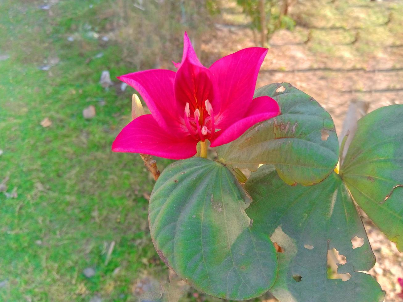 green and red flower wallpaper photo
