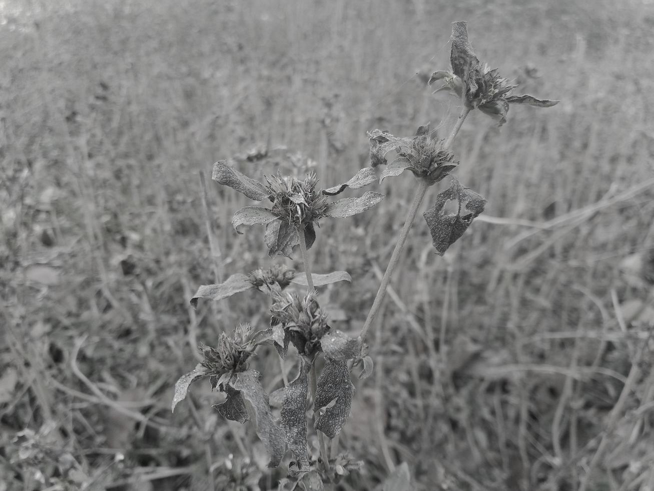 black and white texture background photo