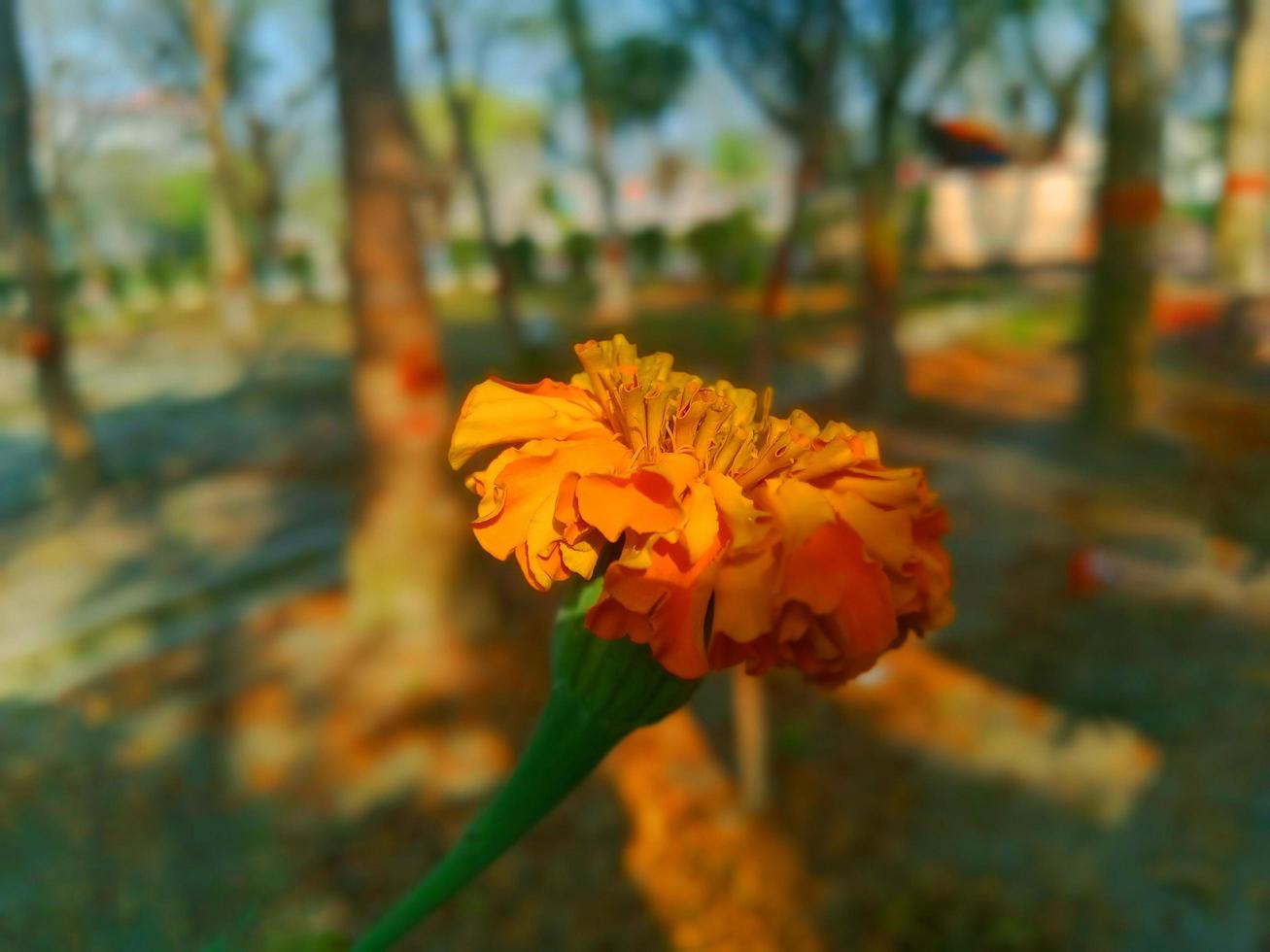flower background wallpaper photo
