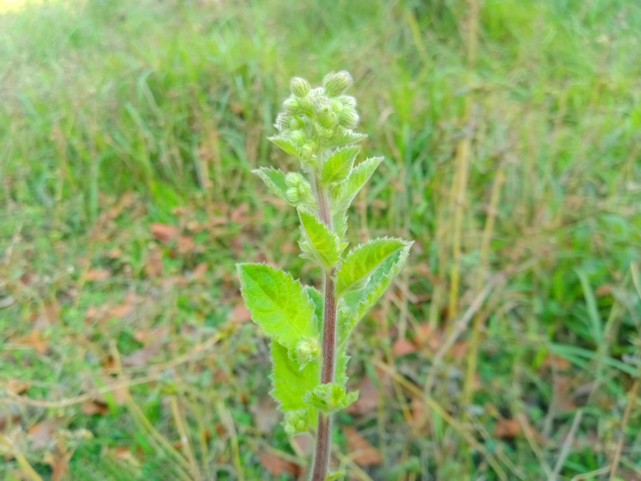 green and red flower wallpaper 6629055 Stock Photo at Vecteezy