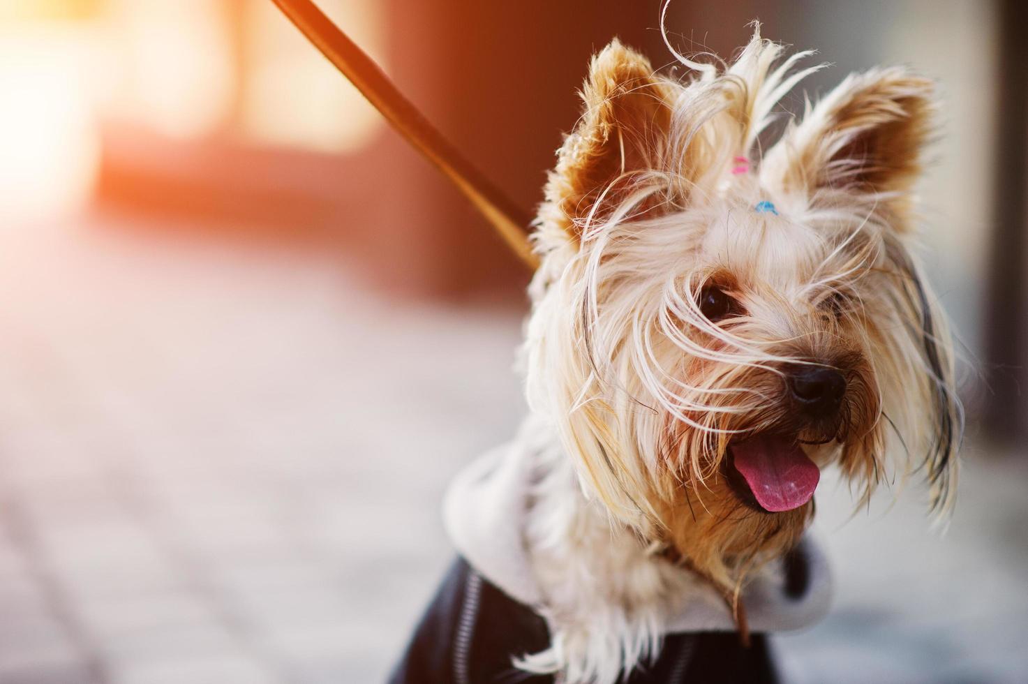 Close up portrait of yorkshire terrier dog on a leash. photo