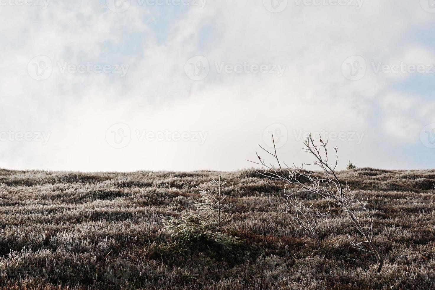 Small tree on frozen hill at mountains with sunligths. photo