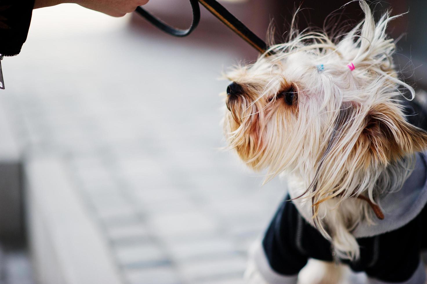 Close up portrait of yorkshire terrier dog on a leash. photo