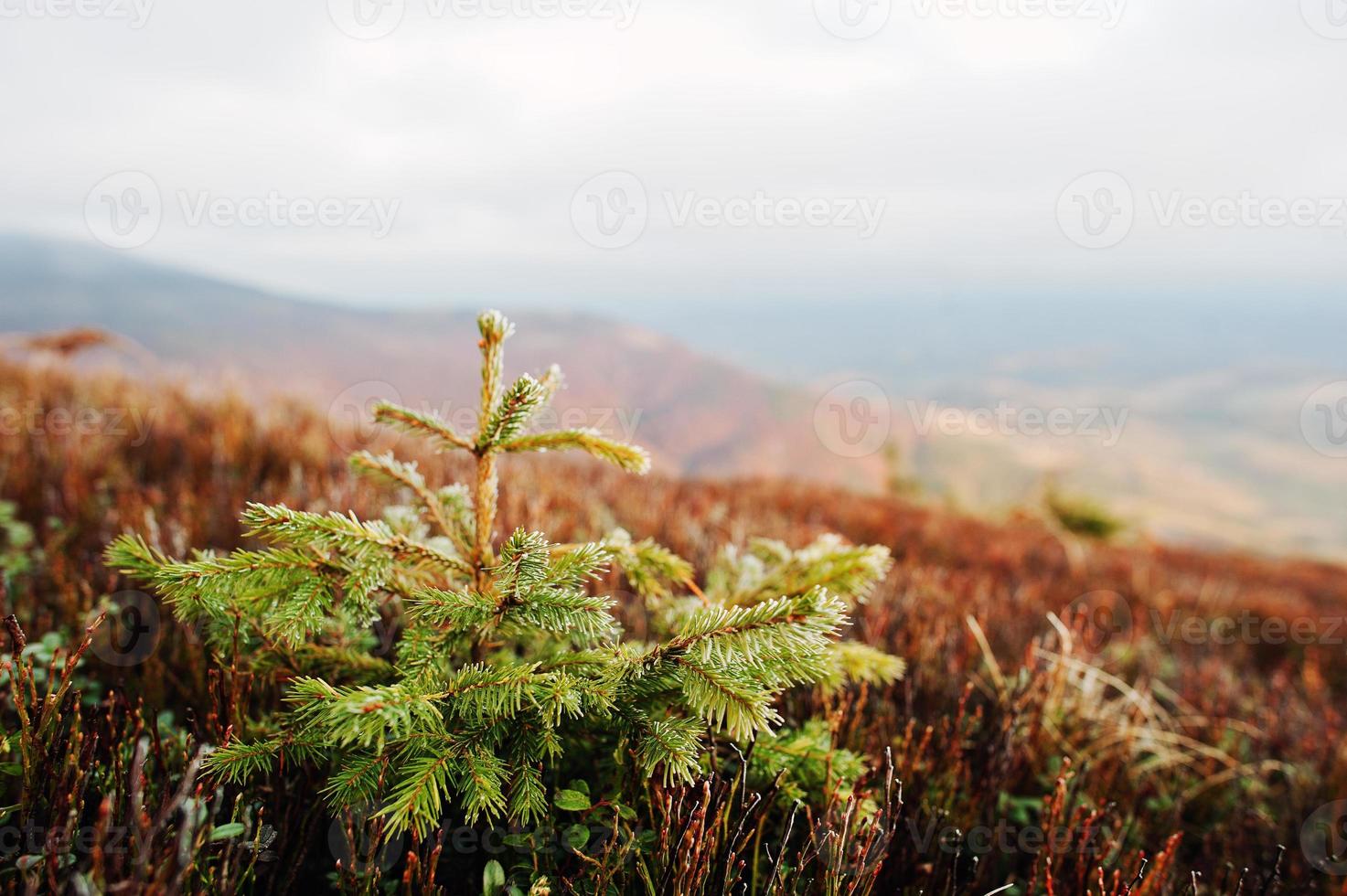 Close up small new year tree, illuminated by sun, with frost on mountains landscape photo