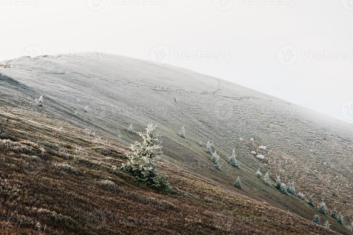 muchos árboles de año nuevo congelados en la colina de la montaña en los cárpatos. foto