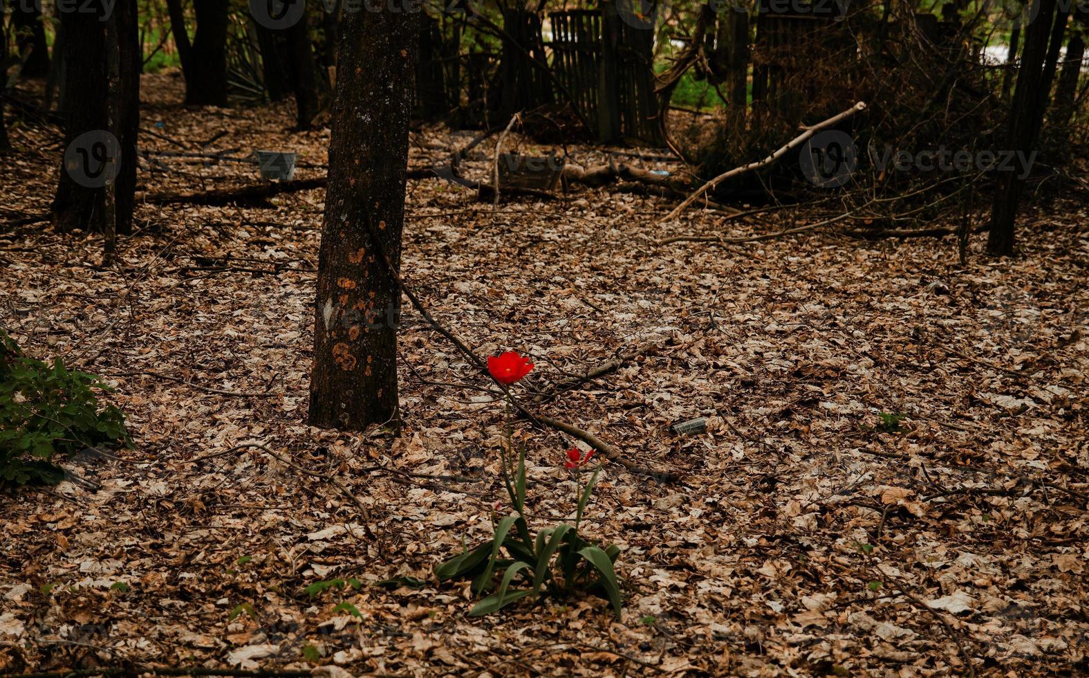 tulipán solo en la zona de exclusión de chernobyl, ucrania foto