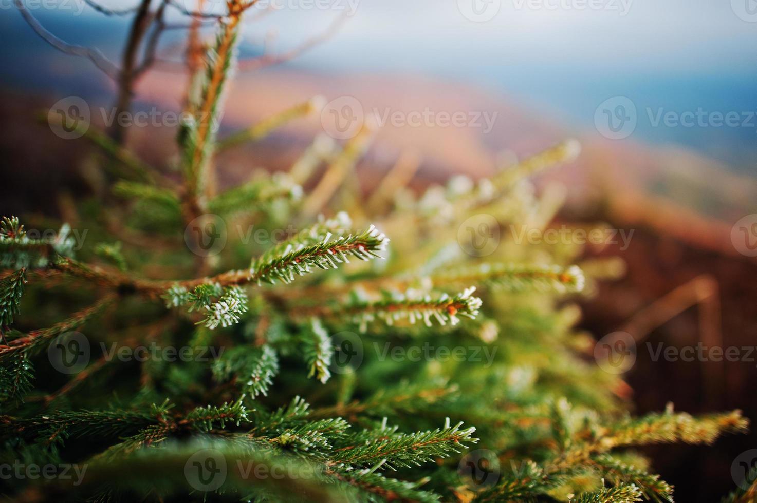 Close up small new year tree, illuminated by sun, with frost on mountains landscape photo