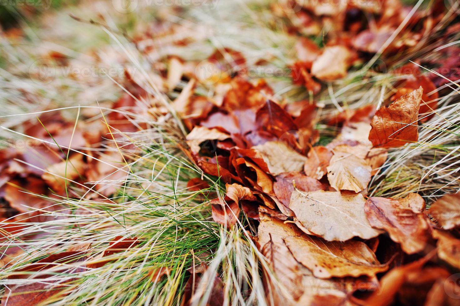 Close up red wet beerch leaves on grass in autumn photo