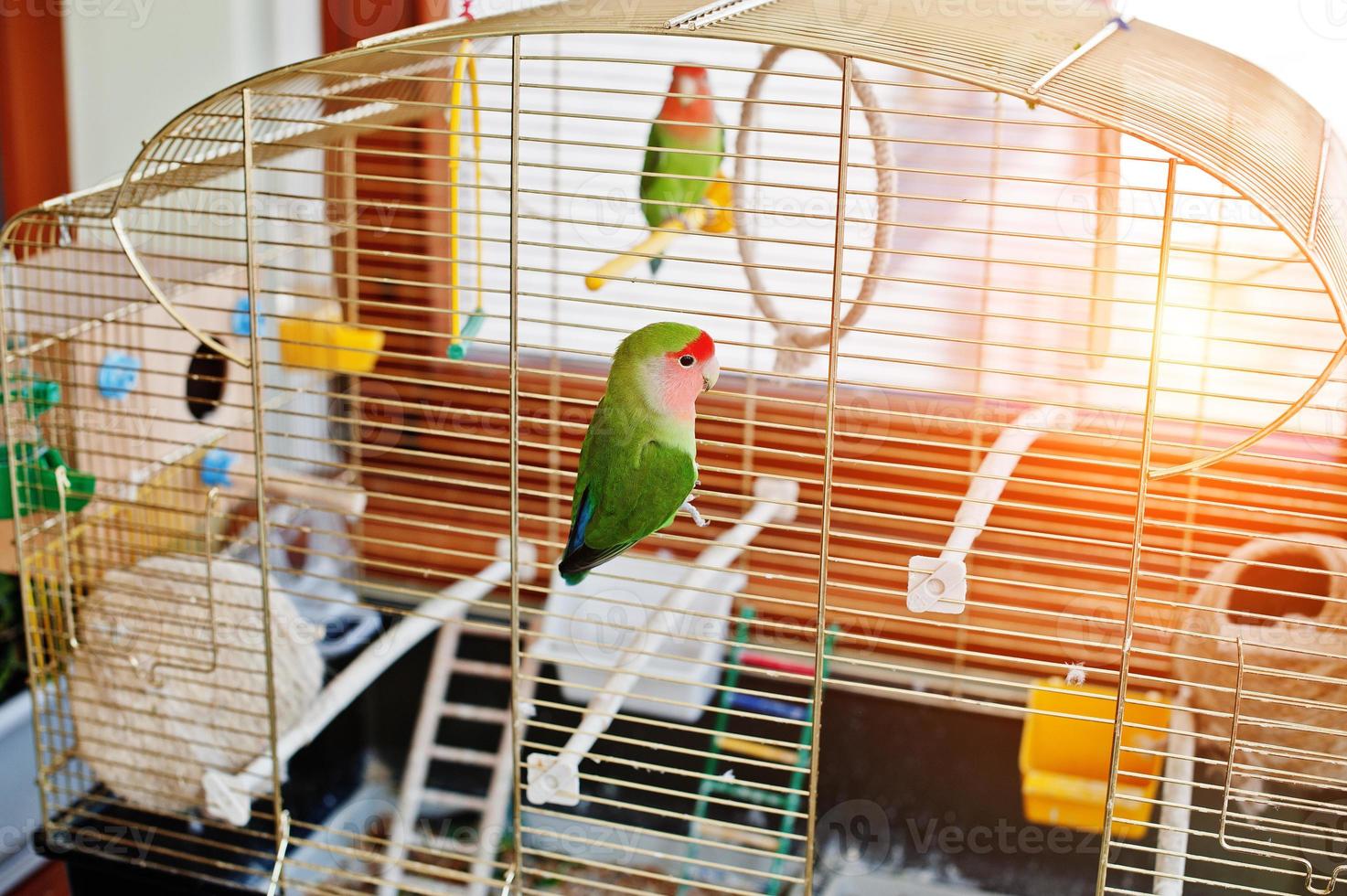 Funny lovebird parrot at large cage on rooom with sunshine. photo