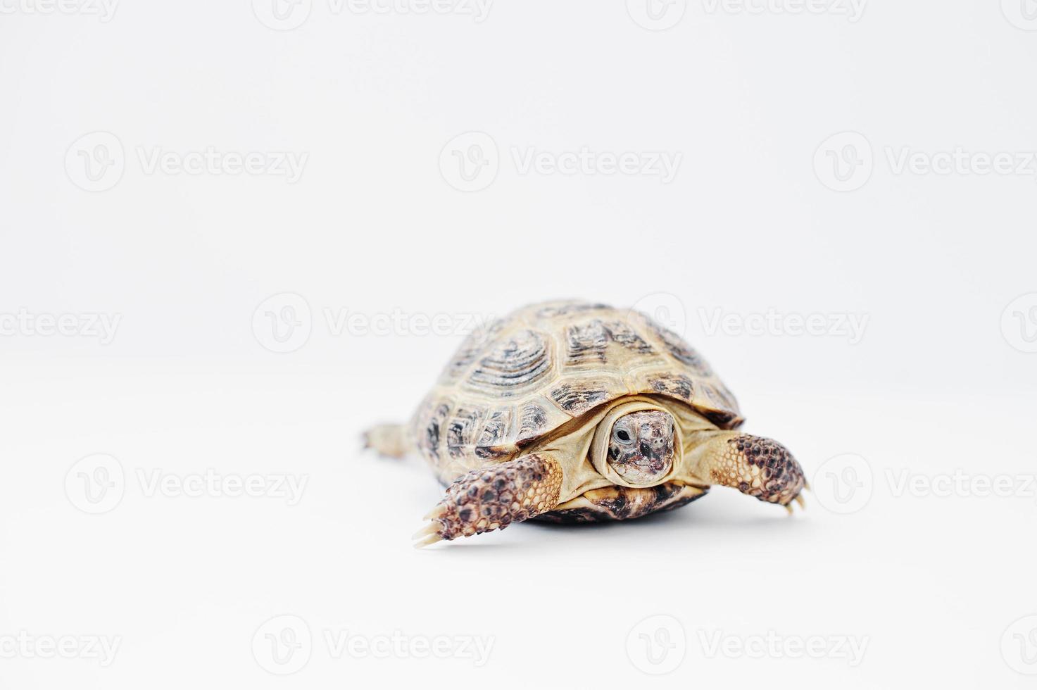 Small asian overland turtle isolated on white. photo