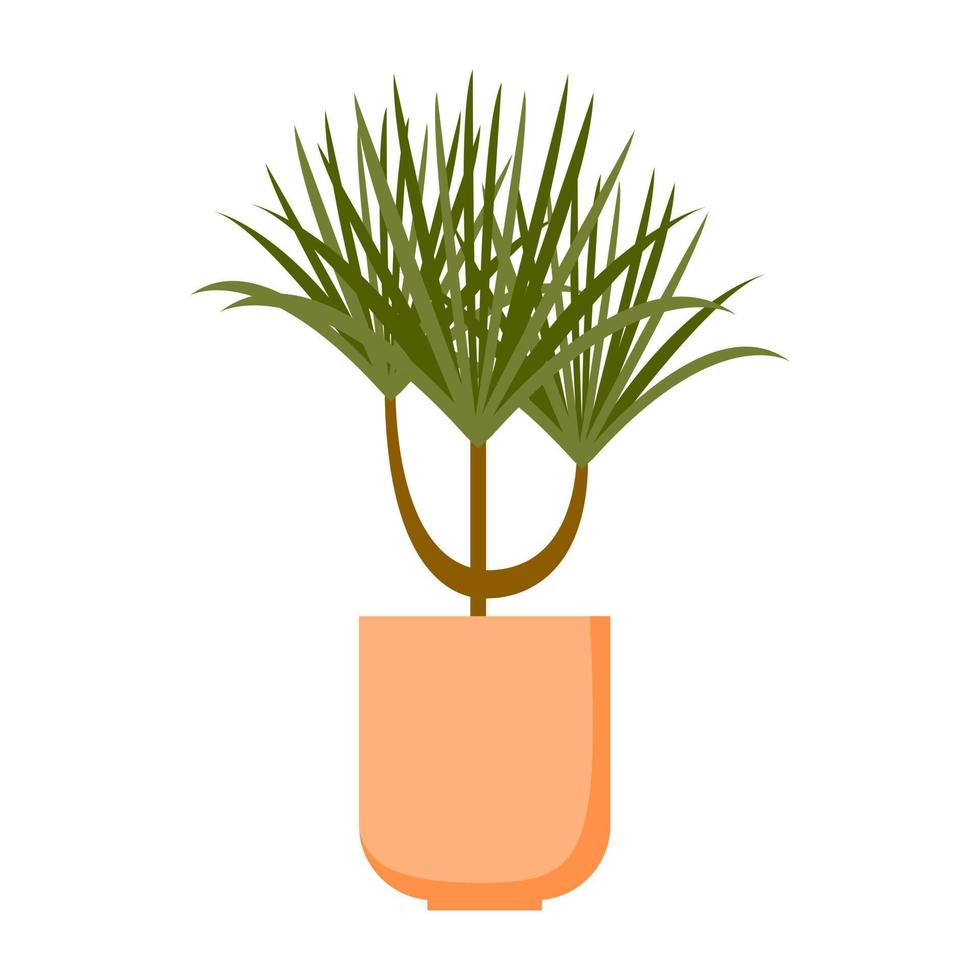 Vector illustration of dracaena. Indoor flower in pot isolated on white background.