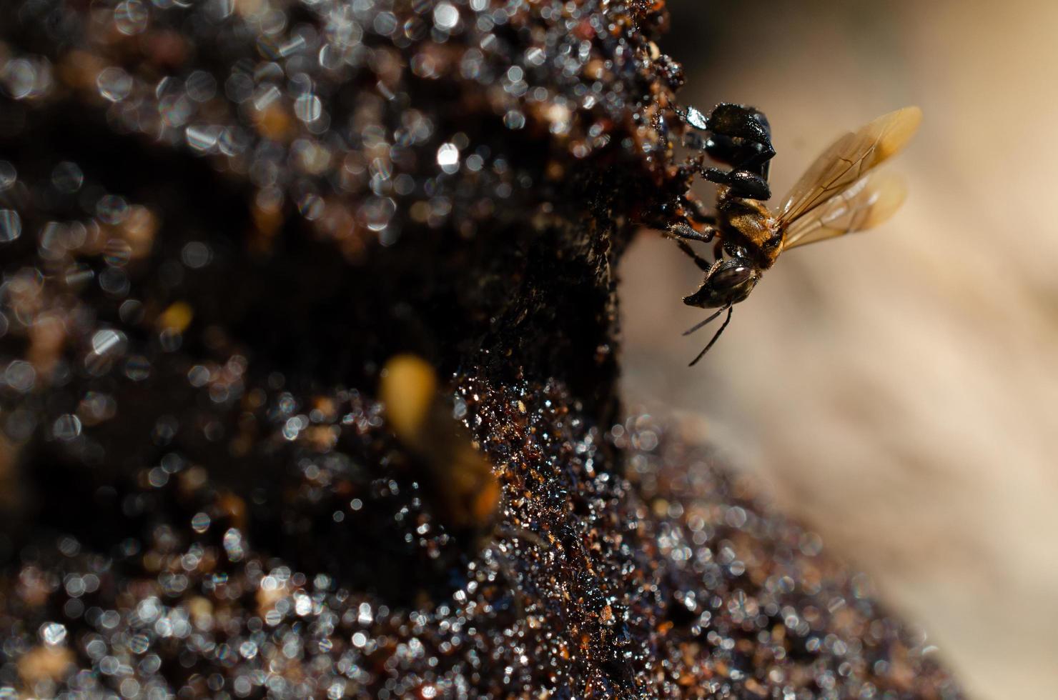 abeja sin aguijón producir miel madu kelutut foto