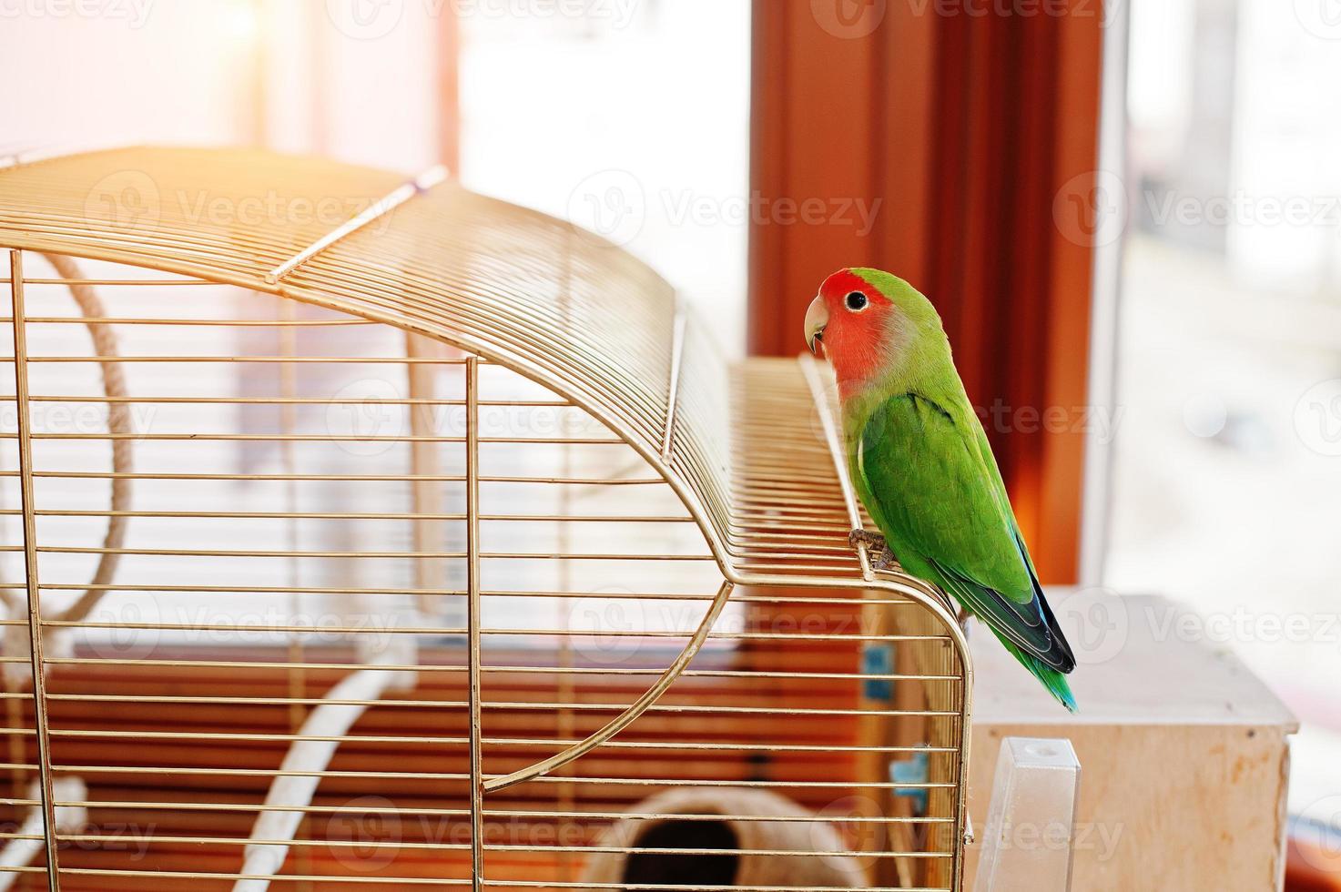 Funny lovebird parrot at large cage on rooom with sunshine. photo