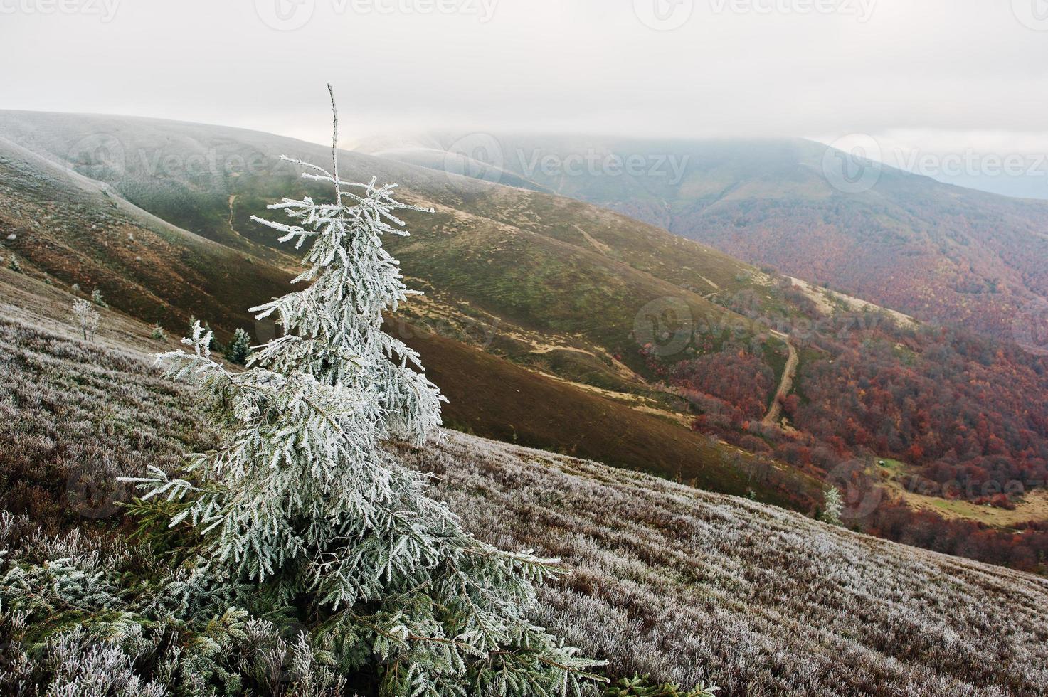 Frost on new year tree background autumn forest at Carpathian mountains. First snow, meeting of the autumn with winter. photo