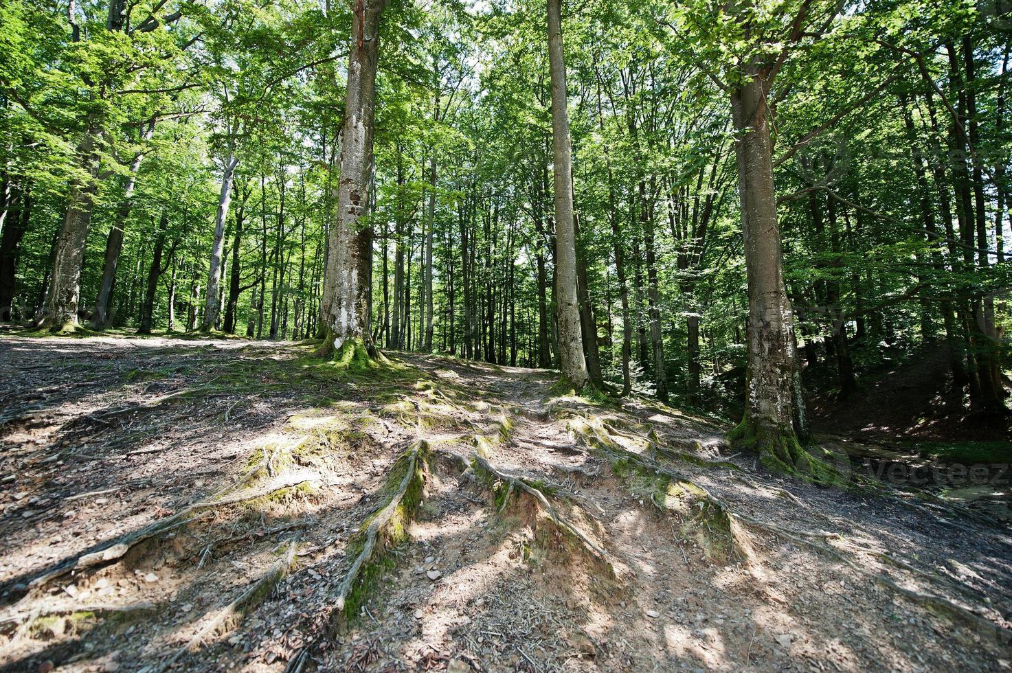 Old tree roots in green forest at sunny day photo