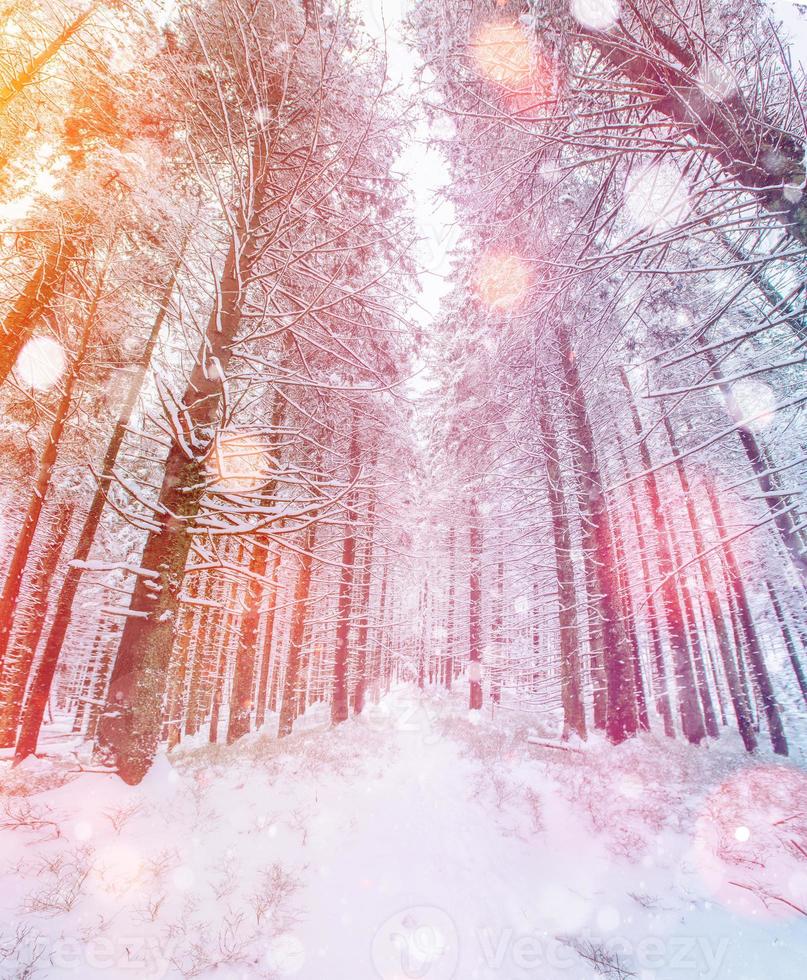 magical winter snow covered tree. Photo greeting card. Bokeh lig