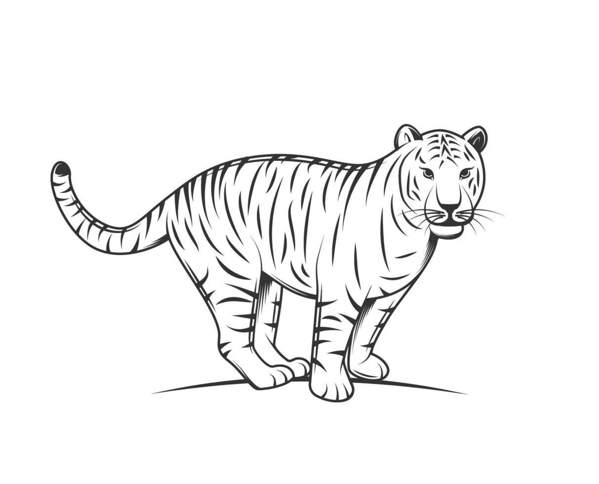 silueta de tigre aislado sobre fondo blanco vector