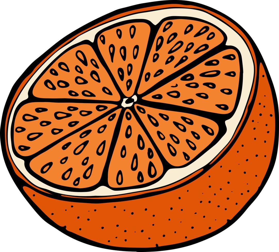 Handdrawn illustration with fruit orange, vector illustration