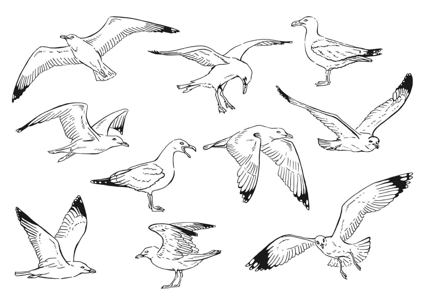 Set of seagulls outlines. Hand drawn illustration converted to vector. vector