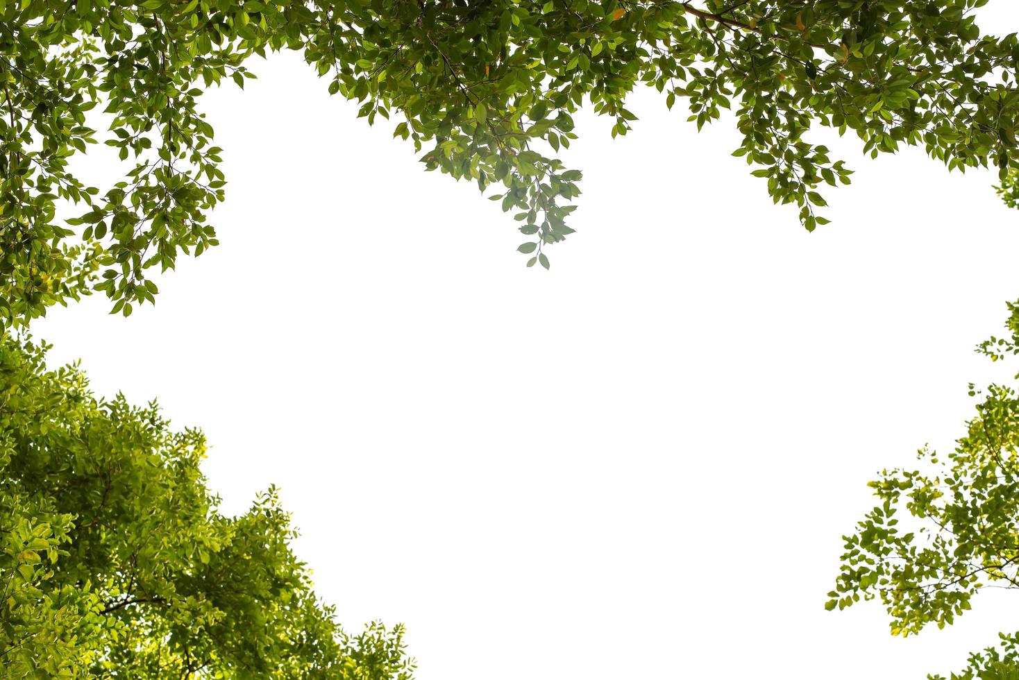 green leaf frame on white background photo