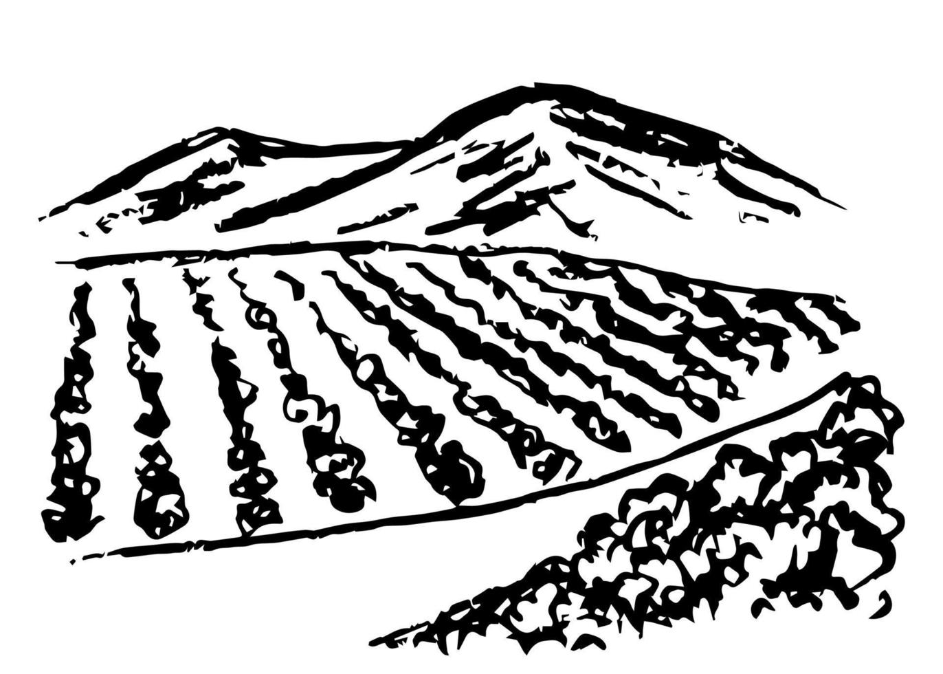 Hand drawn vector simple charcoal pencil drawing. Vineyard landscape, rows of grape bushes, perspective, rural road, outlines of mountains on the horizon. Engraving style, label printing, wine list.