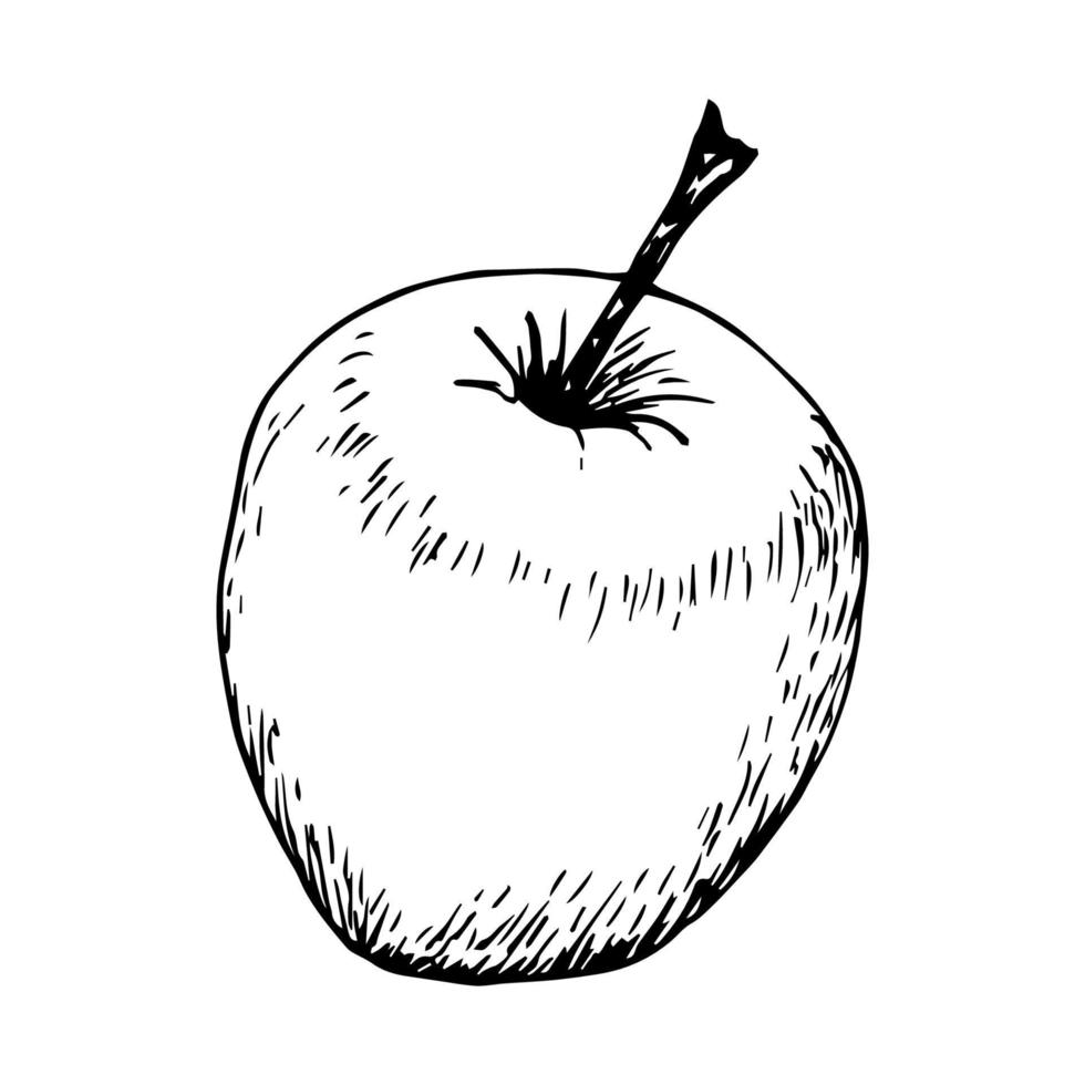 Hand-drawn simple vector sketch with black outline. Fruit apple. Vitamin juice. Organic product, garden, label, sticker, market, coloring. Ink drawing.