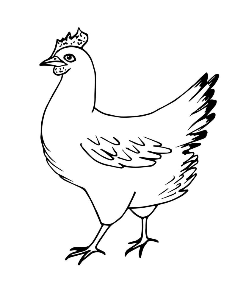 Hand-drawn simple vector sketch with black outline. Poultry, chicken, laying hen, farming, animal. Organic farm, label, coloring. Ink drawing.