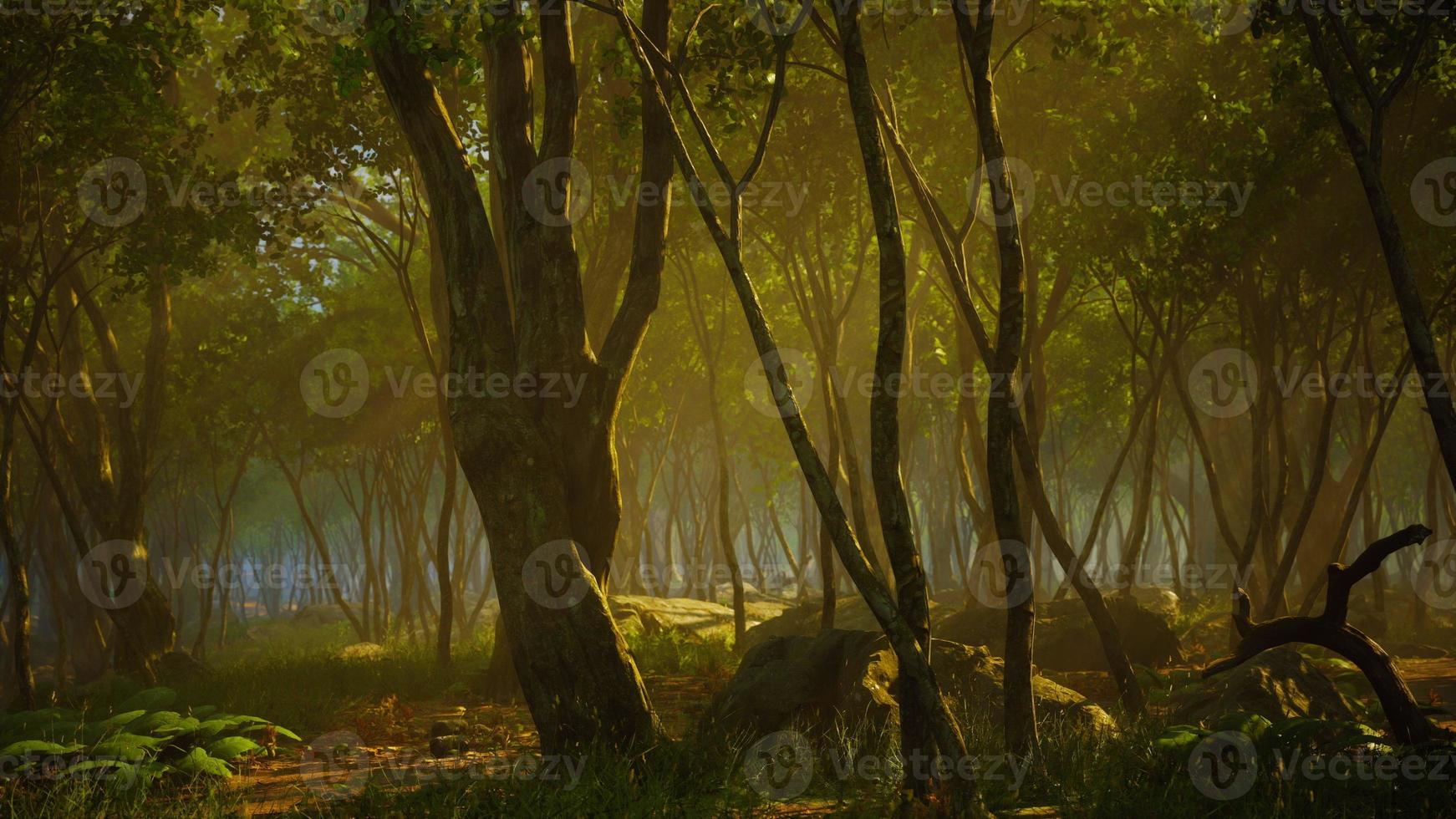 mañana brumosa en el bosque con rayos de luz en el bosque foto