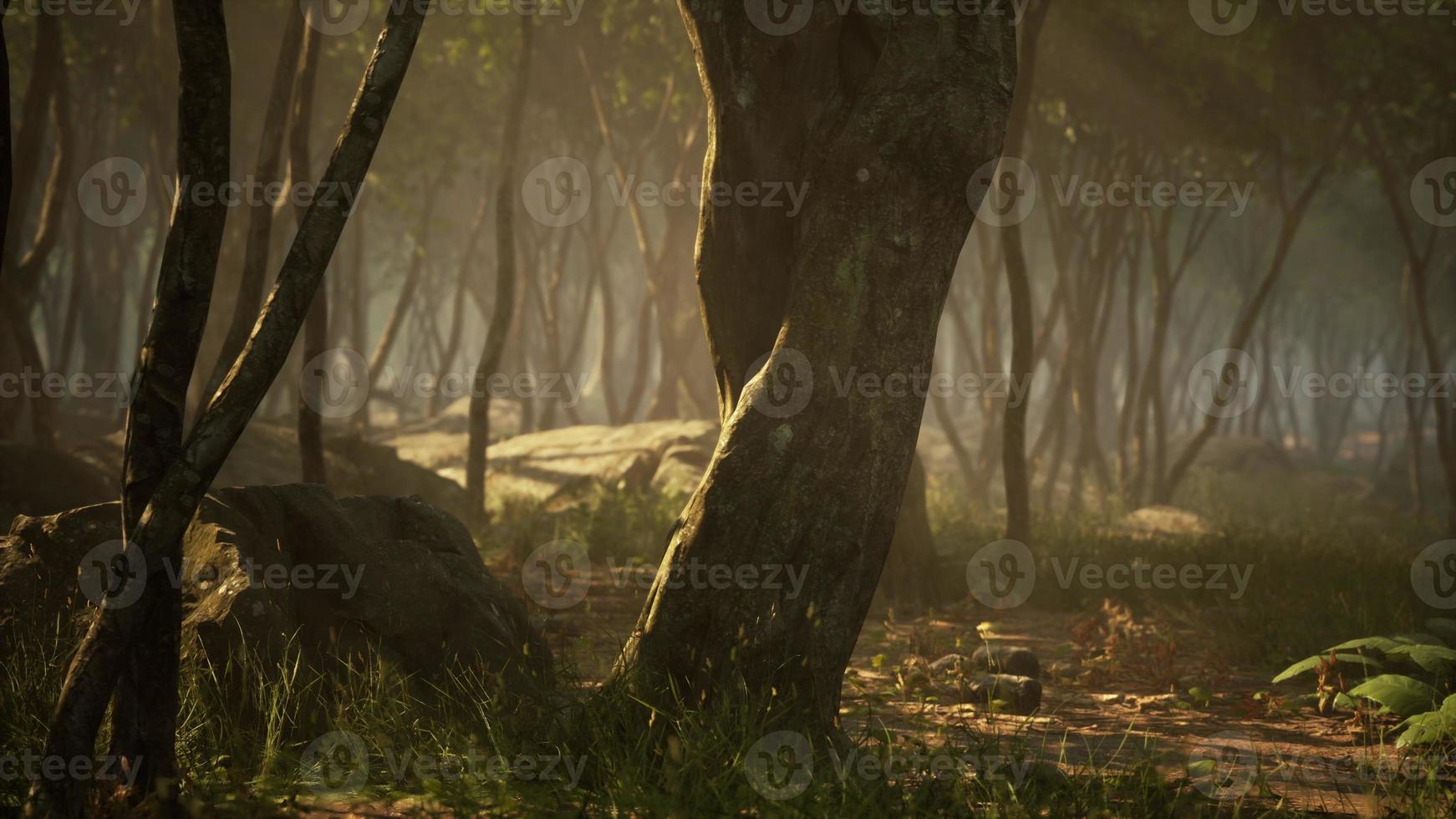 bosque encantado en luz mágica foto