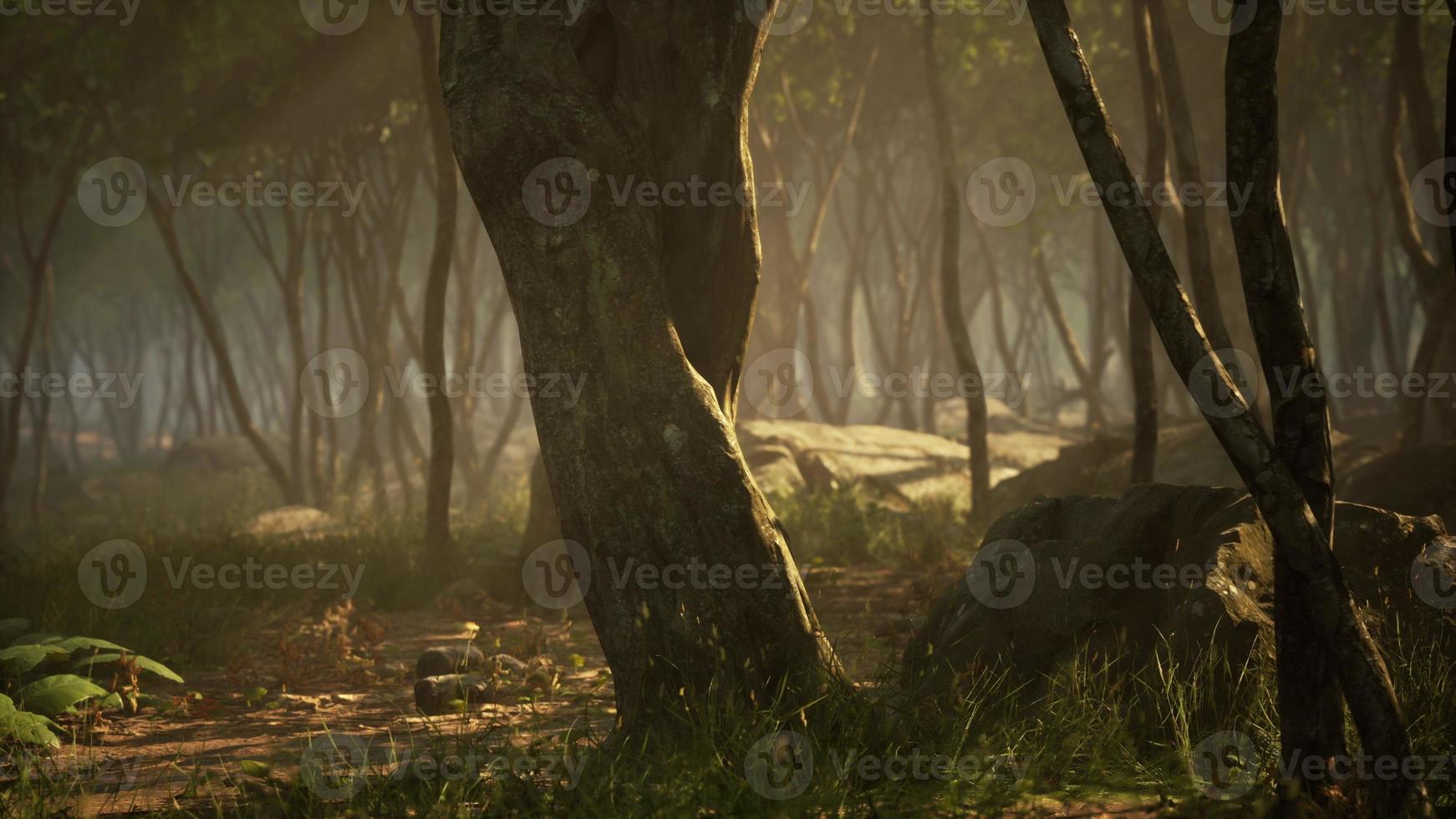 espeluznante místico mágico bosque profundo foto