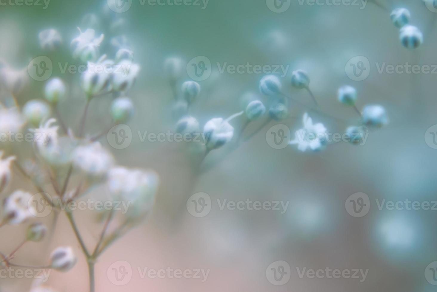 abstract blur colorful flowers background pattern photo