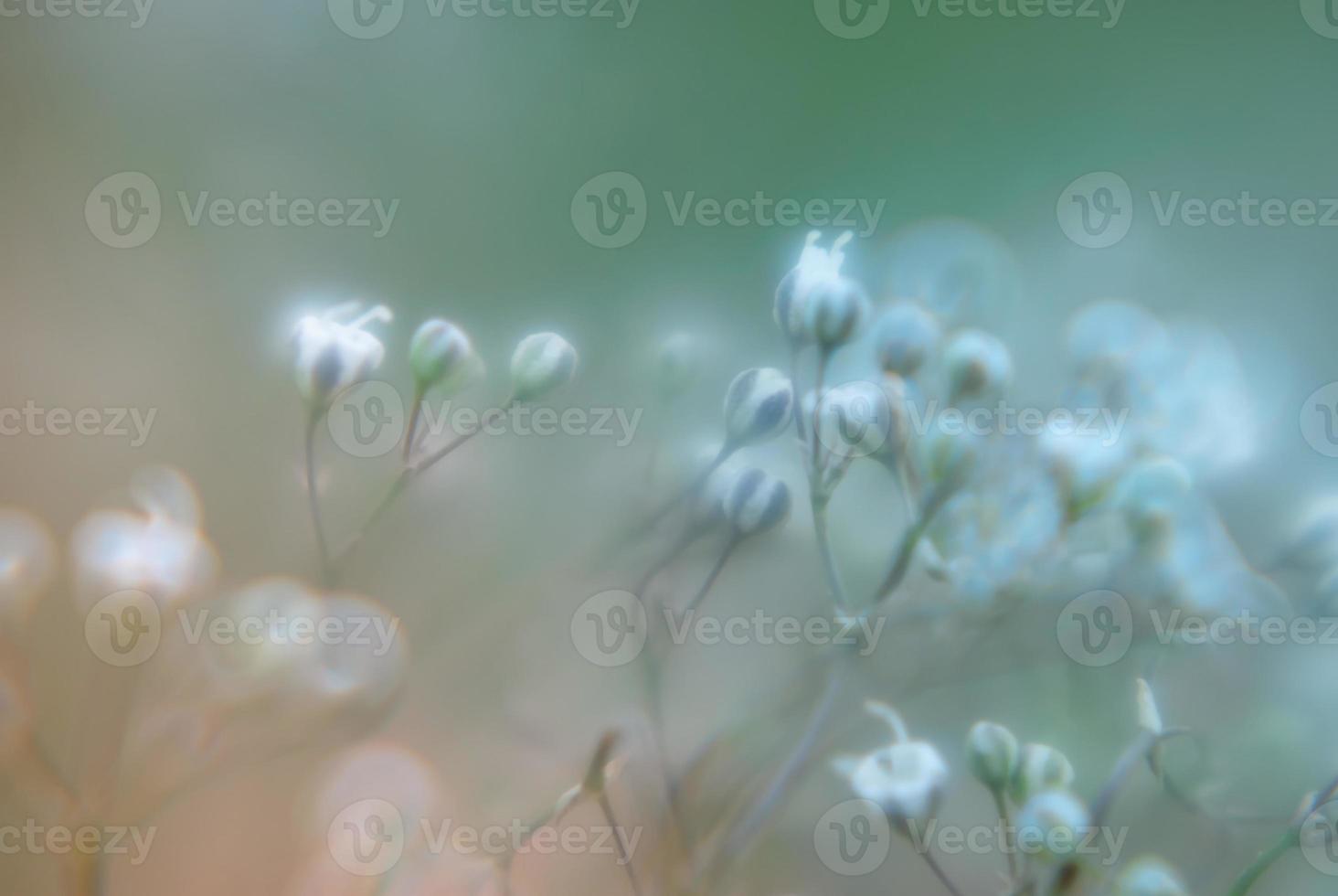 abstract blur colorful flowers background pattern photo