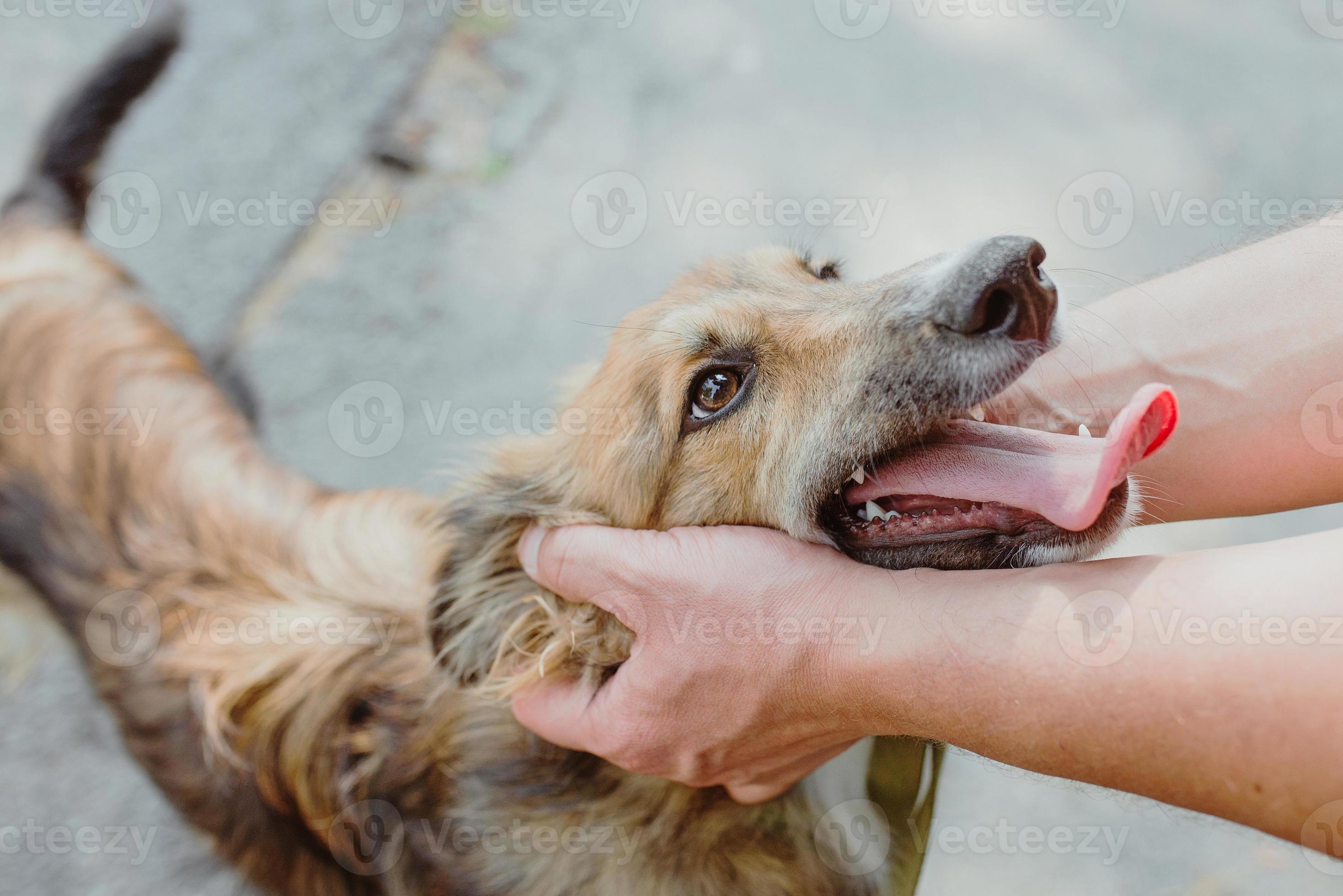 Close-up of hands stroking a big dog on head. Friendship, support, love  concept 6639118 Stock Photo at Vecteezy