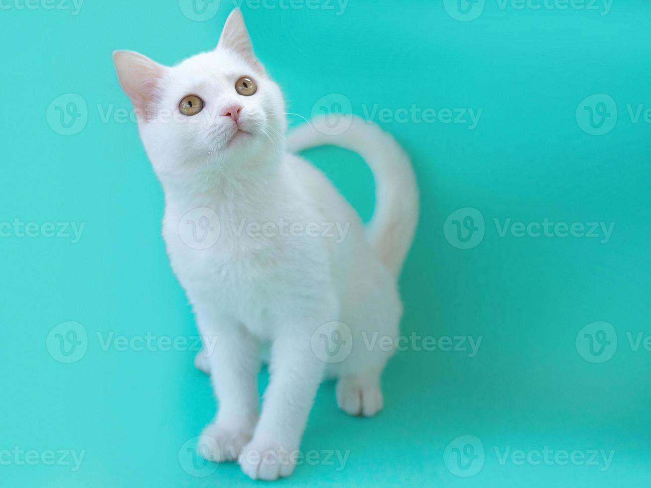 Cute sweet curious white kitty cat on menthol color background. Friend, pet, allergy, loneliness concept photo