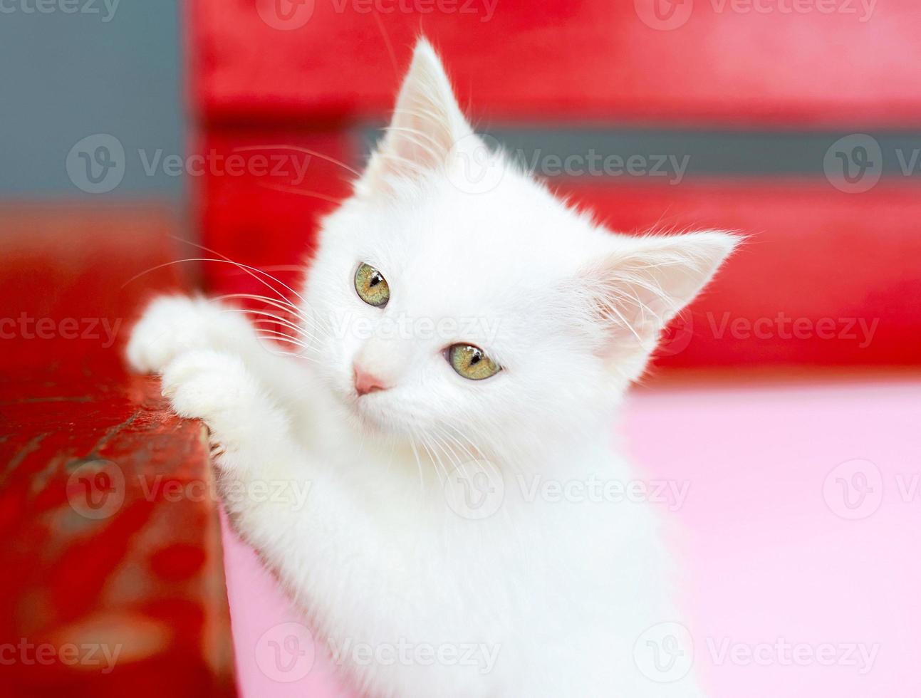 Cute sweet curious white kitty cat on red and pink color background. Friend, pet, allergy, loneliness concept photo