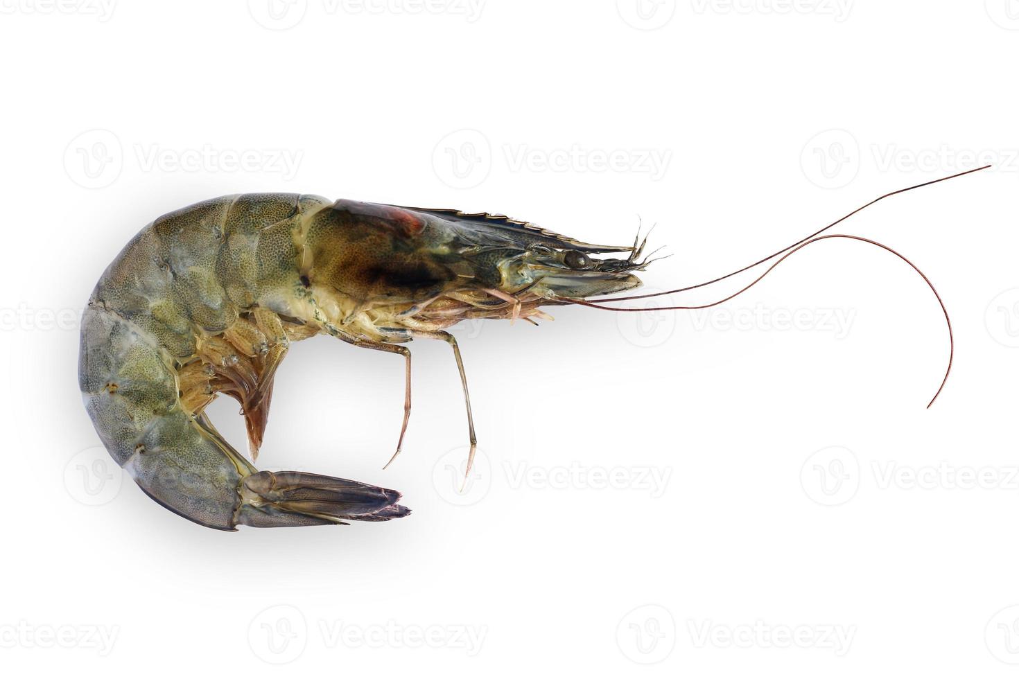 Top view of fresh shrimp isolated on white background with clipping path. photo