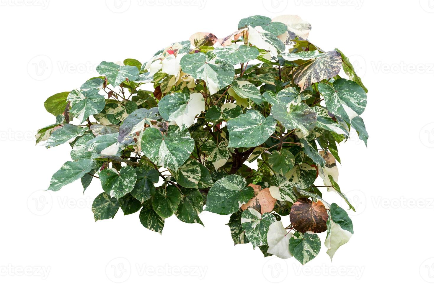 Green Tree isolated on white background with clipping path. photo