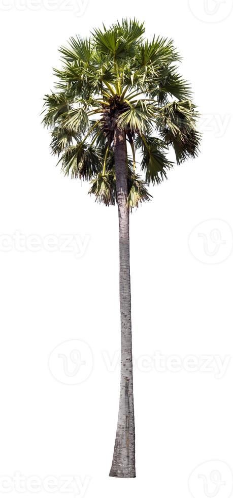 Palm tree isolated on white background. photo