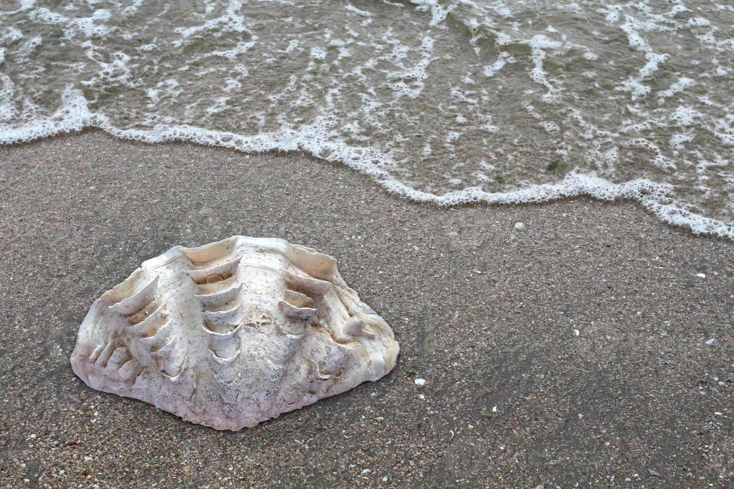 seashell on the beach. Top view of shell. photo
