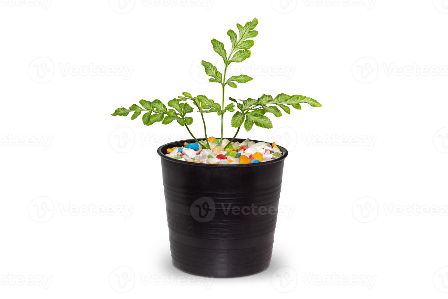 Front view of a small plant in a pot with colorful stones isolated on white background with clipping path. photo