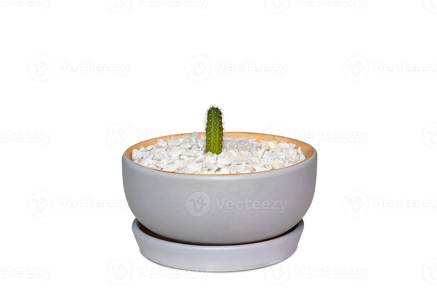 Front view of cactus in gray ceramic pot isolated on a white background with clipping path. photo
