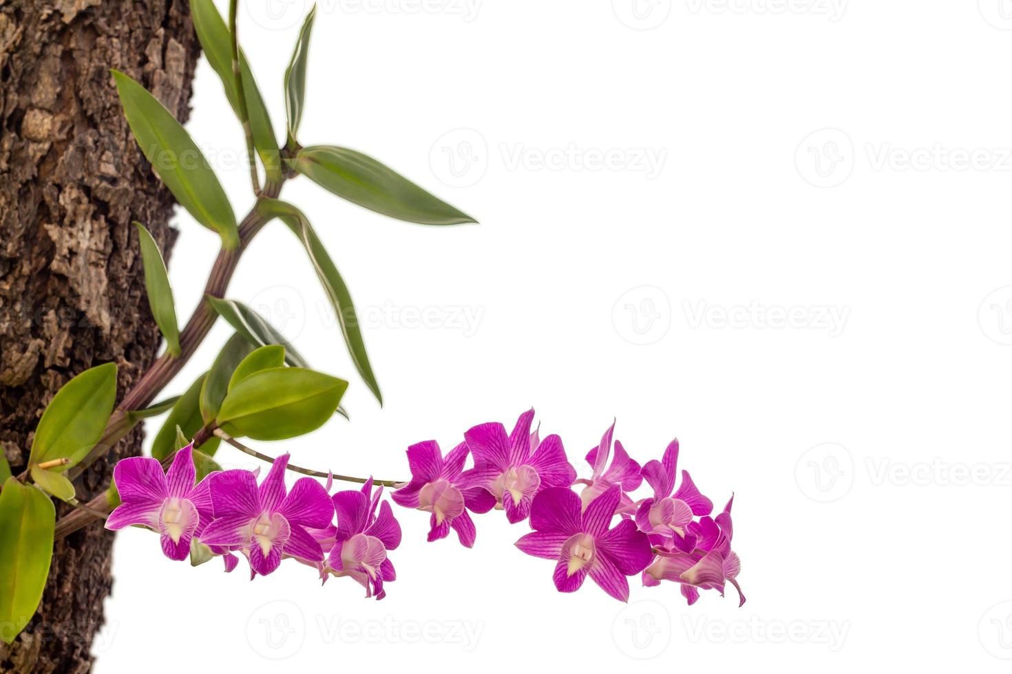 Orchid flower on tree in the garden isolated on white background with clipping path. photo