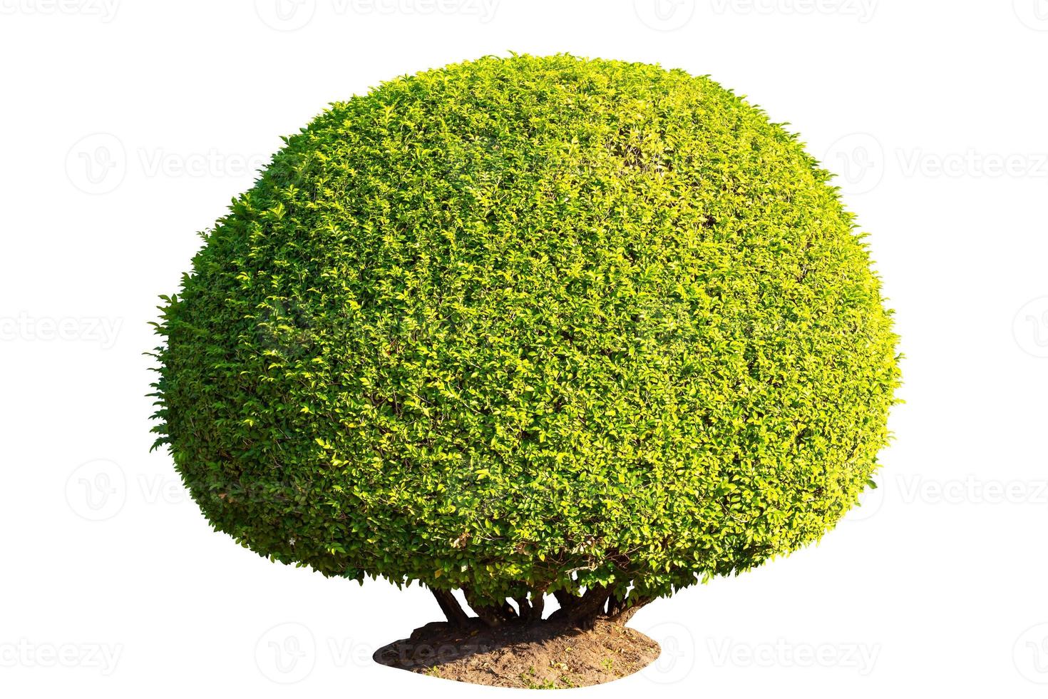 Green Tree isolated on white background with clipping path. photo