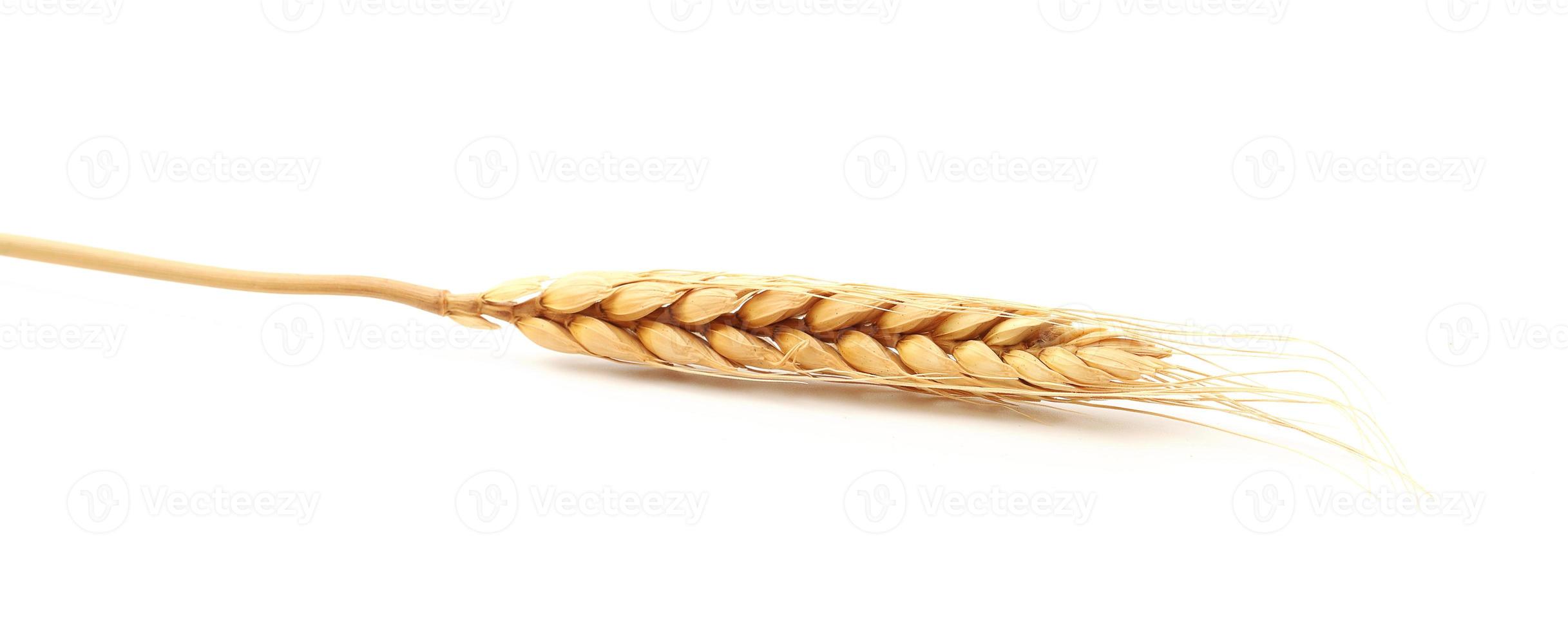 Golden ears of wheat isolated on white background. . oats, rye, barley. Healthy food. photo