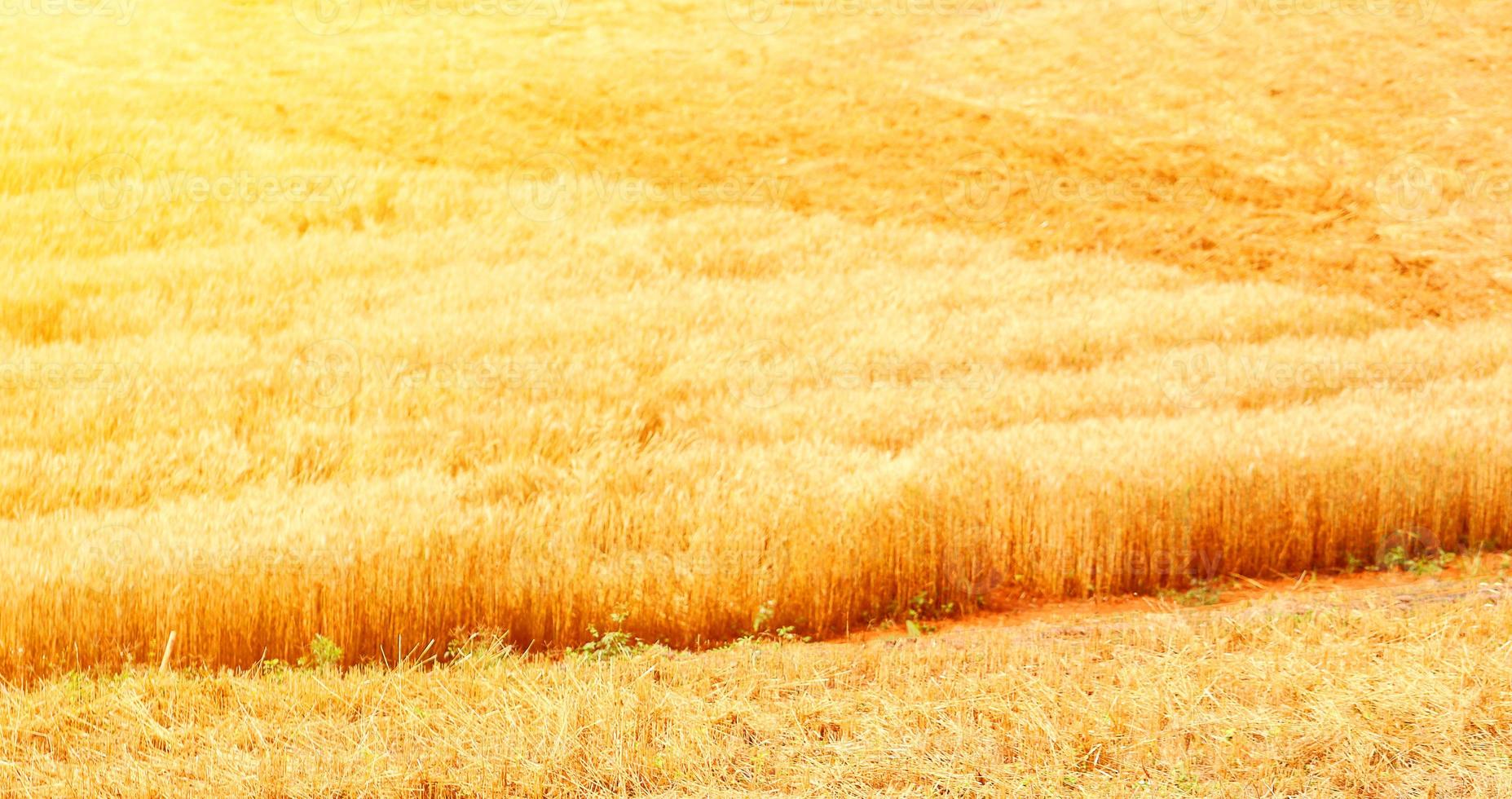 campos de trigo dorado. el trigo completamente maduro está listo para ser cosechado. avena, centeno, cebada. cultivo de trigo. foto